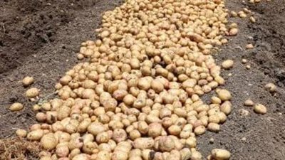 صادرات البطاطس المجمدة المصرية تتخطى 240 مليون دولار في 2025