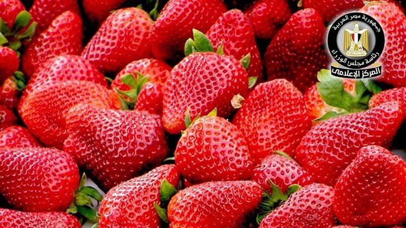  الفراولة الطازجة