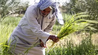 من أرض الصعيد.. مشروع المنيا بني سويف ينهض بالزراعة الطبية ويعزز الصادرات
