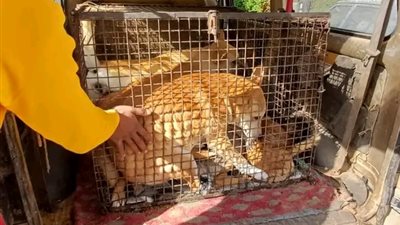 تكثيف حملات تعقيم وتحصين الكلاب الضالة في الشروق