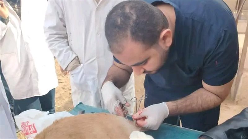 تحصين الكلاب