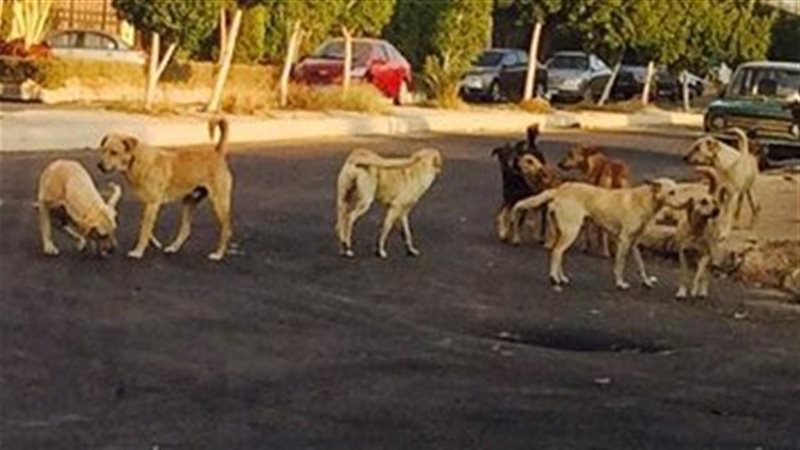 انتشار الكلاب الحرة 