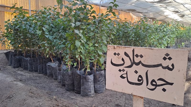 الزراعة