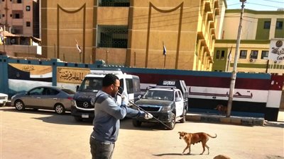 تنظيم حملات لتطعيم الكلاب الضالة لحماية المواطنين والحفاظ على سلامتهم بأسوان 