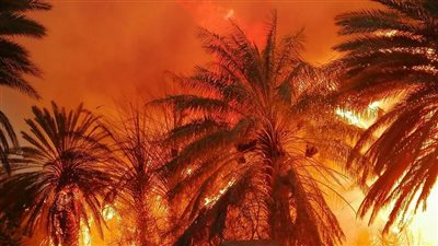 الحماية المدنية تسيطر على حريق نخل داخل دار أيتام بالعامرية 