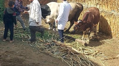 تحصين 63977 رأس ماشية ضمن حملة مواجهة الأمراض الوبائية بالمنيا
