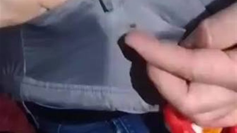 حشرة البق
