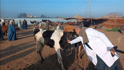 «الزراعة»: تحصين أكثر من 2.1 مليون رأس ماشية من الحمى القلاعية