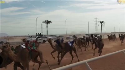 جنوب سيناء تستعد لانطلاق الدورة الجديدة من البطولة العربية لسباق الهجن 2026