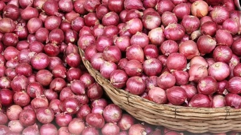 البصل والثوم المصري 