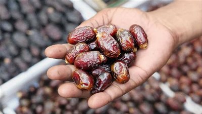  مصر تتصدر إنتاج التمور عالميا.. قصة نجاح زراعي تقودها الدولة