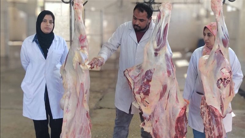 إعدام عجل غير صالح للاستهلاك الآدمي بالأقصر 