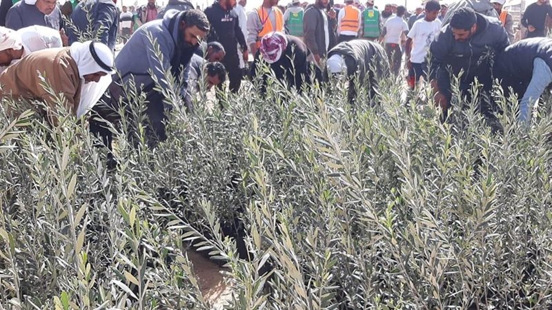 زراعة الزيتون 