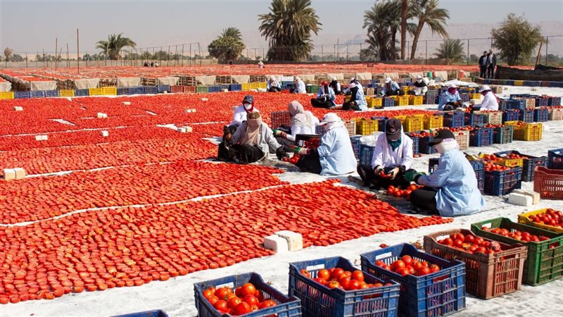 الزراعة 