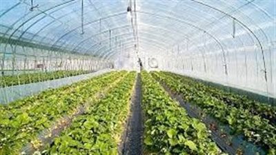 خلف الأسوار الزجاجية.. مصر تخطو خطوة جديدة نحو الأمن الغذائي
