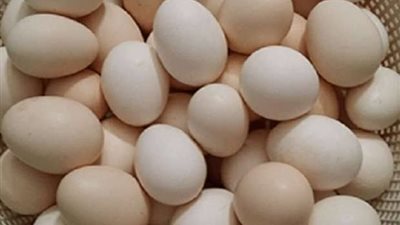 استقرار أسعار البيض في الأسواق المصرية اليوم الإثنين 23 فبراير 