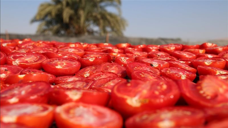 الطماطم
