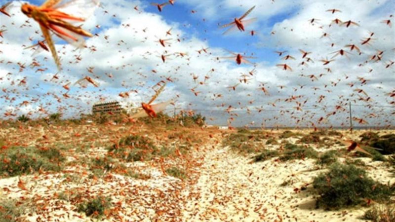 أسراب الجراد