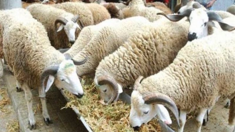 مزرعة ماشية - أرشيفية
