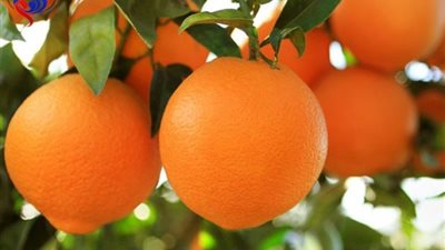 أسعار الفاكهة، في سوق العبور  اليوم الثلاثاء  والبرتقال يصل لـ5جنيه