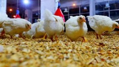 أسعار الدواجن تبدأ رحلة الانخفاض بعد تراجع الدولار.. خبير يوضح السبب