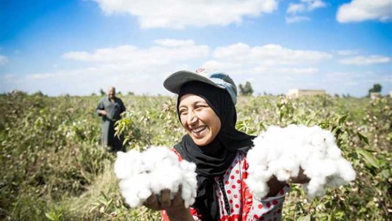القطن المصري طويل التيلة