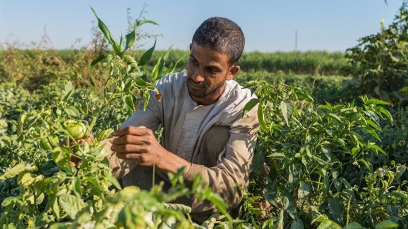 التنمية الزراعية في مصر