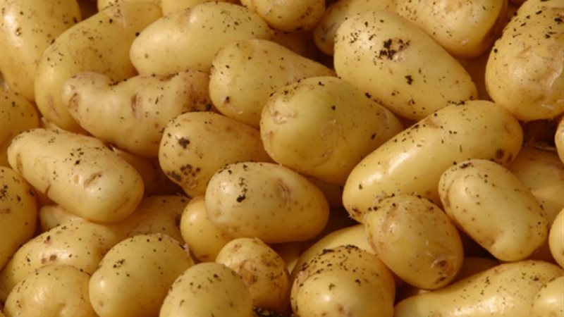 البطاطس