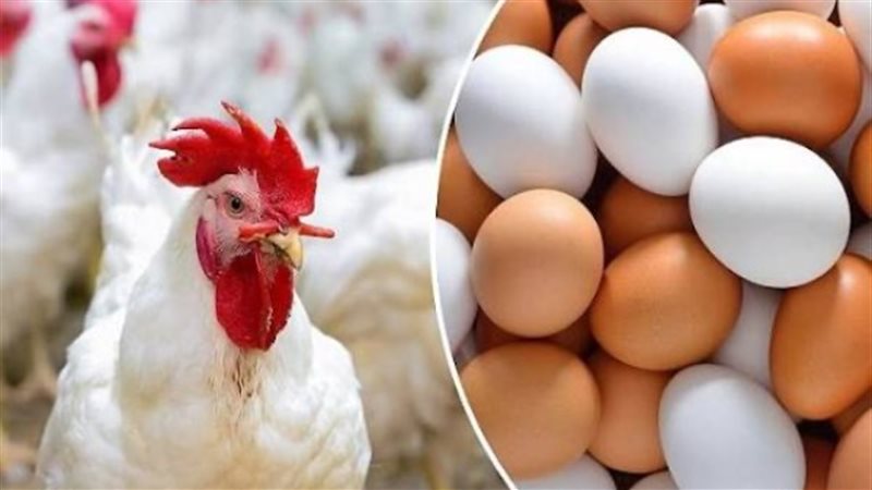 أسعار الدواجن في الأسواق 