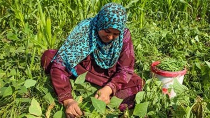 الزراعة في مصر