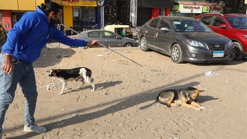 الكلاب الحرة 