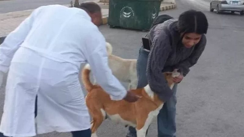 الكلاب 