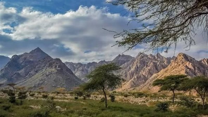 أرشيفية 