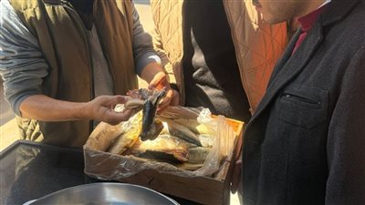 ضبط 970 كجم رنجة وفسيخ فاسدة بالغربية خلال حملات بيطرية مكثفة