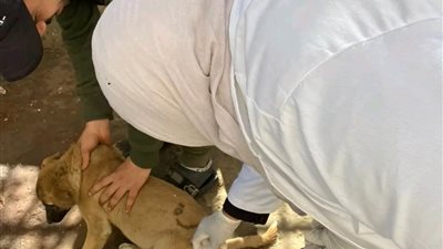 بيطري المنيا يواصل تنفيذ الحملة القومية لمكافحة السعار خلال شهر مارس