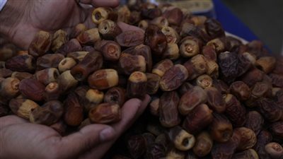 طفرة زراعية في مصر.. تطوير شامل لقطاع التمور والزيتون لتعزيز الصادرات والاستدامة