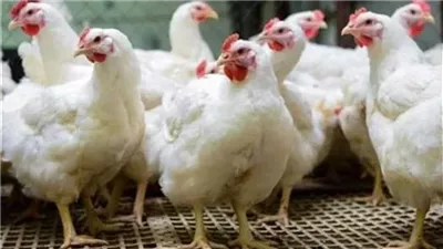أسعار الدواجن اليوم السبت 21-3-2026 في السوق المصرية