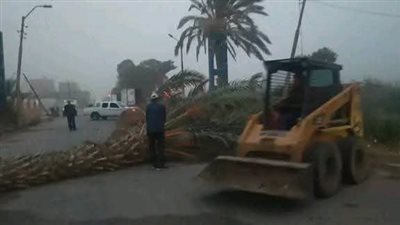 سقوط نخلة يغلق مدخل ببا القبلي في بني سويف بسبب سوء الأحوال الجوية