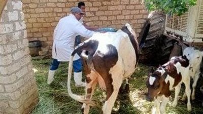 انطلاق حملة تحصين شاملة لحماية الثروة الحيوانية بالبحيرة ضد الجلد العقدي وجدري الأغنام