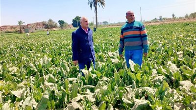 مديريات الزراعة تكثف جهود المتابعة الميدانية لتعزيز الحوكمة ودعم المزارعين