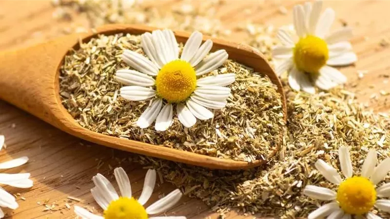 بابونج 