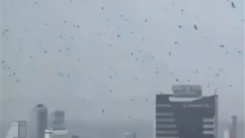 الغربان تغزو سماء تل أبيب