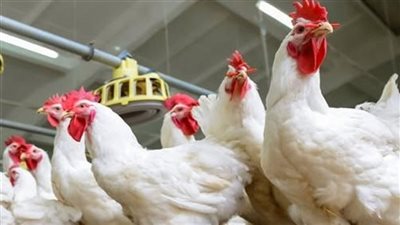 هبوط 33%.. تراجع مفاجئ في أسعار الدواجن رغم ارتفاع التكاليف