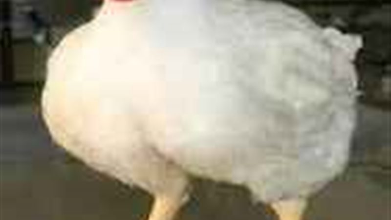 الدواجن 