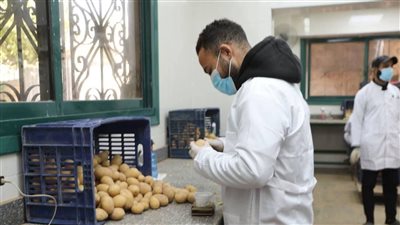 موسم البطاطس يتخطى التوقعات.. أرقام تكشف القوة الإنتاجية لمصر