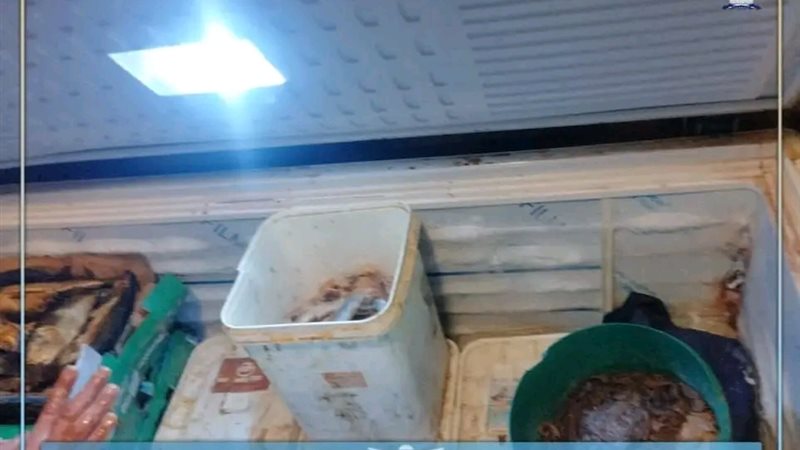 اسماك فاسدة 