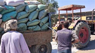 توريد 7191 طن قمح وتيسيرات شاملة لدعم المزارعين والموردين فى أسيوط