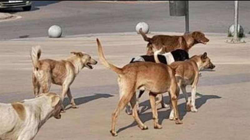 الكلاب الحرة