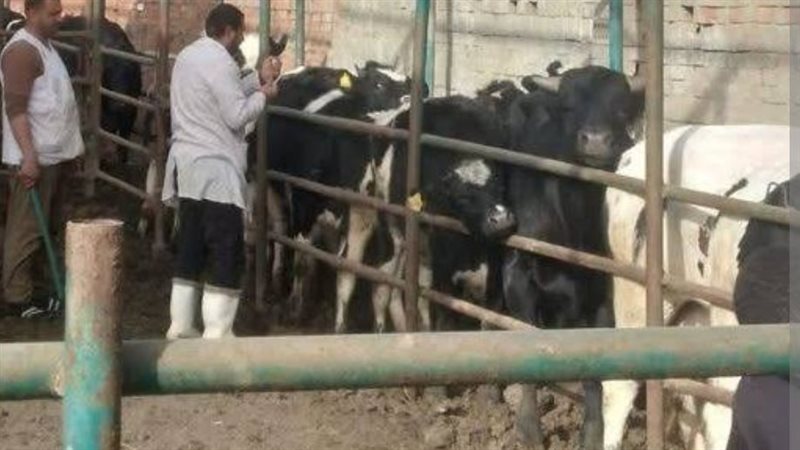 أرشيفيه
