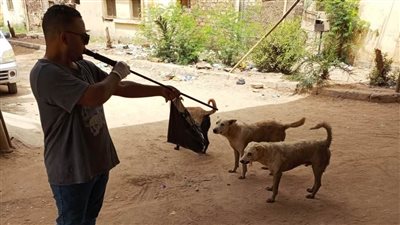 طلب برلماني لمناقشة انتشار الكلاب الضالة ومخاطرها على المواطنين